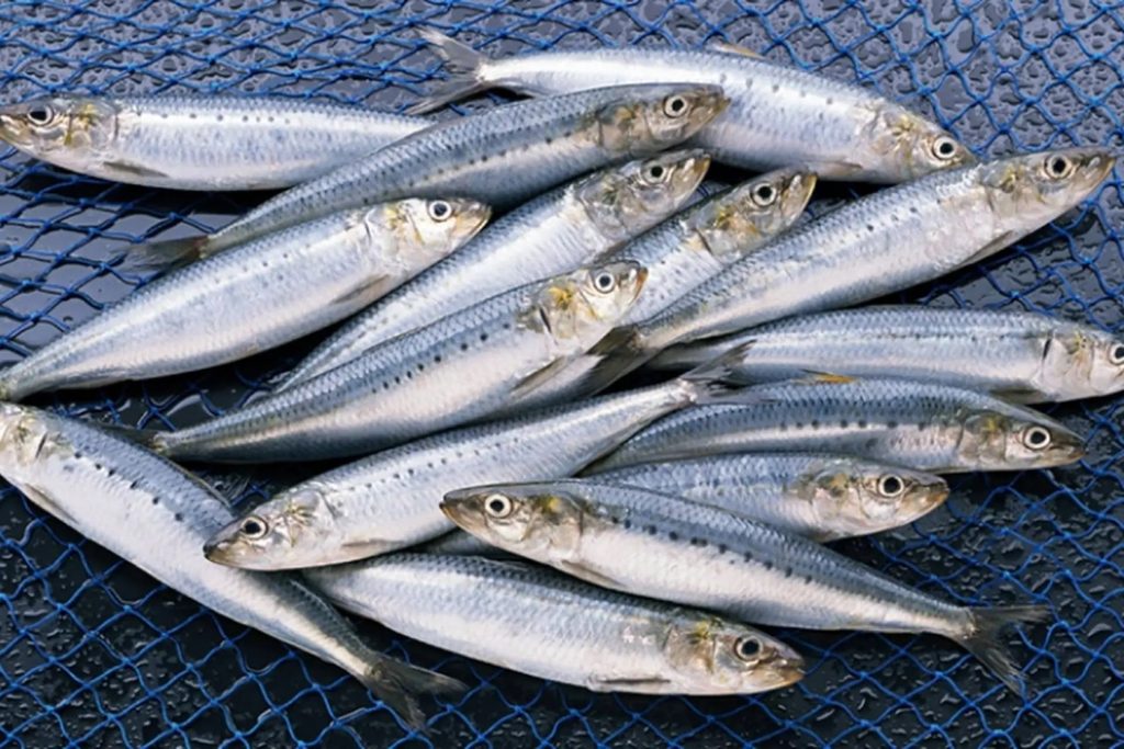 Cá mòi giàu Omega 3 có kích thước nhỏ, dễ chế biến